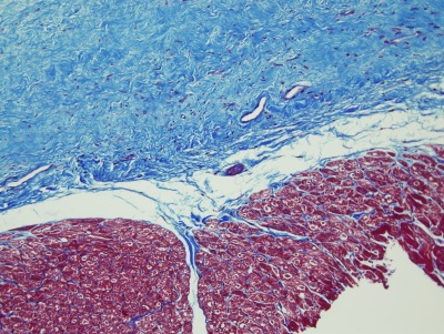 histologist continuing education