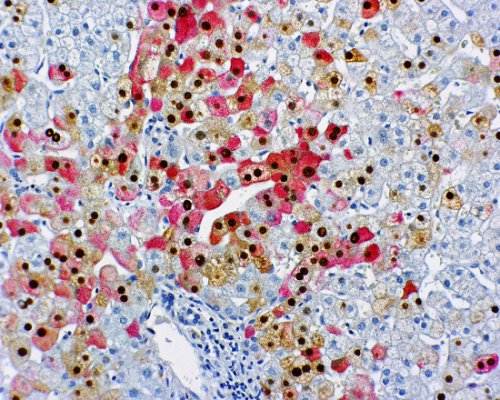 immunohistochemistry histology histologist professional continuing education