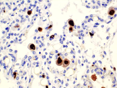 histology continuing education